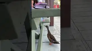 Duck disturbing lunch!