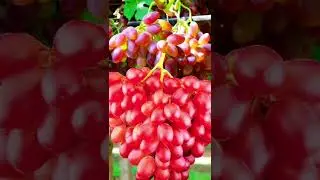 Yummy grapes