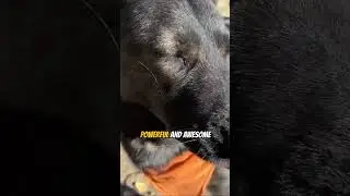 The Power and Grace of a Czech Shepherd