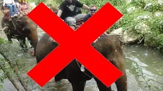 DO NOT RIDE ELEPHANTS IN THAILAND