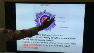 General Embryology - Part II - First and second week of development by Dr Vijaya