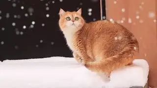 Cats saw snow for the first time 😊❄️