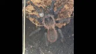 Indigo the Lasiocyano Sazmai 💙 #invertebrates #spider #tarantula #inverts #petspider #insects #pet