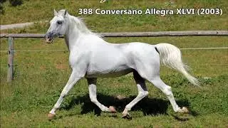 388 Conversano Allegra XLVI (2003) Lipizzan breeding Stallion