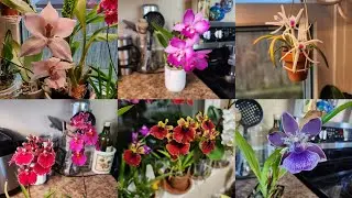 January Blooms
