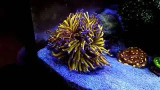 Aussie gold torch euphyllia