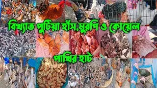 ১৫/১১/২০২৫ নরসিংদীর পুটিয়া হাঁস,মুরগি ও কোয়েল পাখির হাট কেমন ছিলো আজকে দাম