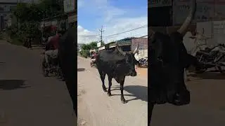 cow videos amba amba hamba hamba sound cow videos sapi #bagudu #mogalirekulu #daddojanam  #funny