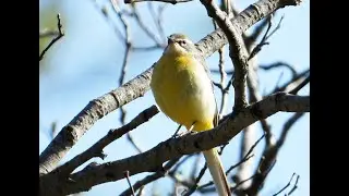 Gulerle - Yellow Wagtail