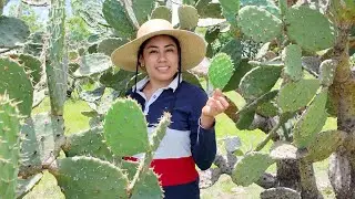 CORTANDO NOPALES BRUTOS DEL CERRO