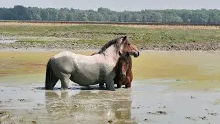 Lonjsko Polje/Croatia, 2020.