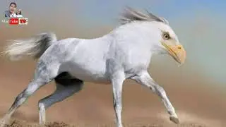 What if animals are combined together HAHA | Funny Pictures