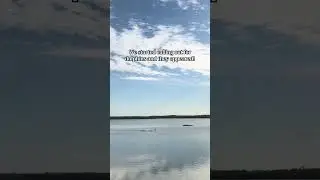 It&rsquo;s pretty cool we get to see things like this when we go for a walk 🐬 ❤️&zwj;🔥 ♾️ #florida #trending