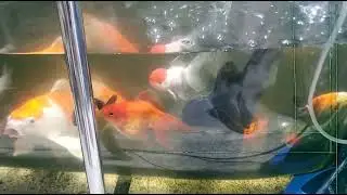 Fancy, goldfish, oranda, ranchu, koi, standard,  butterfly, freshwater, saltwater, keeping, pets
