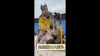 Big golden nanno leaves -- #golden nanno #tea table #making process #tea platform #root carving.