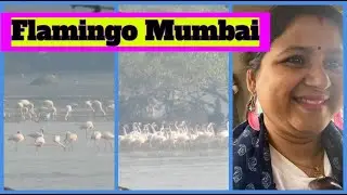 Mumbai , Flamingo watching II Sewari  Flamingo Point  II Mumbai  II India