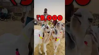 Top Quality Gulabi Hansa￼ Bakra 😍 Raniganj Bakra Mandi #bakramandi #bakraeid2025 #bakraeidspecial