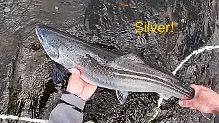 Salmon fishing on the River Bann at Carnroe 22nd June 2021