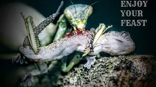 Enjoy Your Feast - Mantis Bump