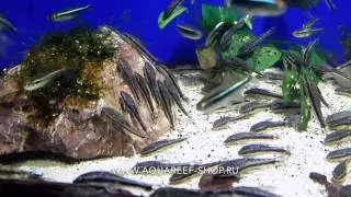 Otocinclus affinis