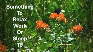 Alluring Butterflies and Radiant Flowers with Music to Relax and Sleep To