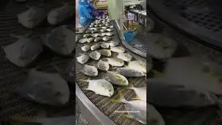 Golden Pomfret production