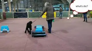 Chewie Balanstraining Dogmania