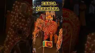Majestic Elephant in Sri Lanka's Perahera Procession. #elephants #srilanka #daladaperahera