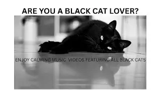Black Cat Calming Video 1