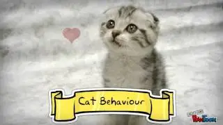Cat Behavior Facts
