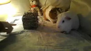 hay cube for guineapigs and are two pigs darwin and bertie