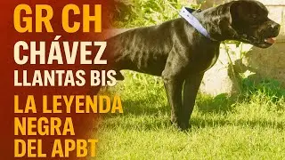 ¿Por qué GR CH LLANTAS es una leyenda en el mundo del PitBull Game Dog?