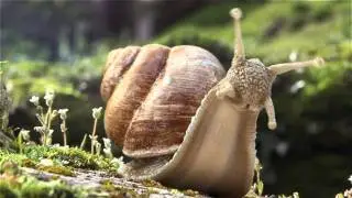 Sequo&iuml;a - Snail