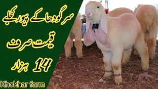 Shahpur kanjra mandi lahore 2022 || Sargodha Kajlay Chatray 2022 || #khokharfarm