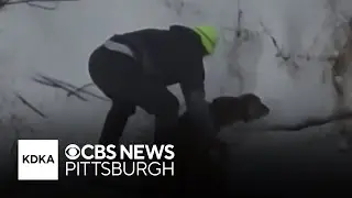 Video shows Good Samaritan rescuing deer trapped in icy creek
