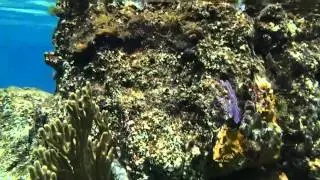 SciTech Short: Coral Reef Restoration