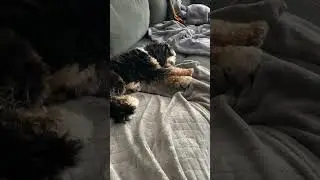 Loki the Cavapoo's Sweet Nap
