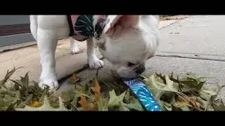 McGolrick Park walks