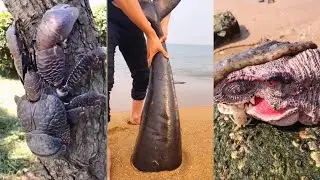 Seafood/Catching Seafood🦀🐙(Catch Crab, Catch Fish)/Fishing/Fishing in TikTok #25.