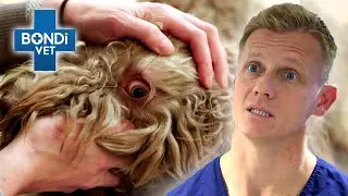 Hair Growing Inside Dog's Eyes | Bondi Vet