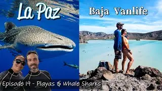 Van Life Mexico: Swimming with the largest fish in the World! \\ La Paz