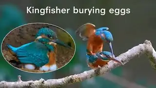Kingfisher bird Hatching feeling and grow up chicks in nest. [Review all birds]