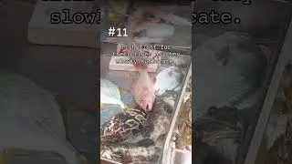 Fish feel pain long after being pulled from the water. If you care about animals, go vegan.