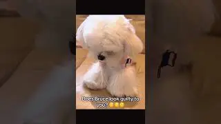 #funny #dogs #pet #dogscats#dogshorts #dog#doglover#doglife