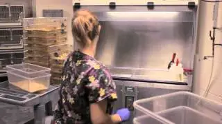 Laboratory Animal Resources
