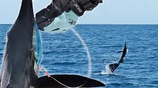 PESCA de Pez Vela con SE&Ntilde;UELO
