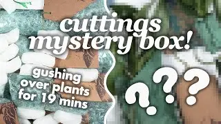 Trick or Treat Mystery Plant Box from Poppet Plants! 🌱 | Lucky Dip Cutting Unboxing | Plannerface