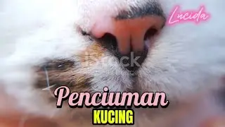 09 JUL B - Cat's Sense of Smell Educational Video