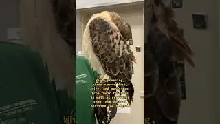 #Redtailedhawks Preening Their Feathers