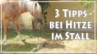 3 Tipps bei Hitze im Stall  &hearts; Lunschen1